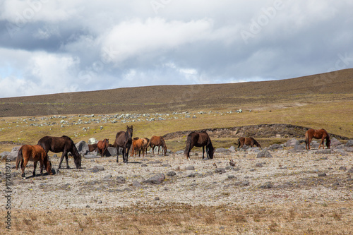 herd of wild horses