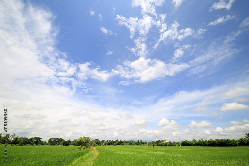 Landscape of a peaceful rice field on clouds and sky background : Thailand Landscape of a peaceful rice field on clouds and sky background : Thailand