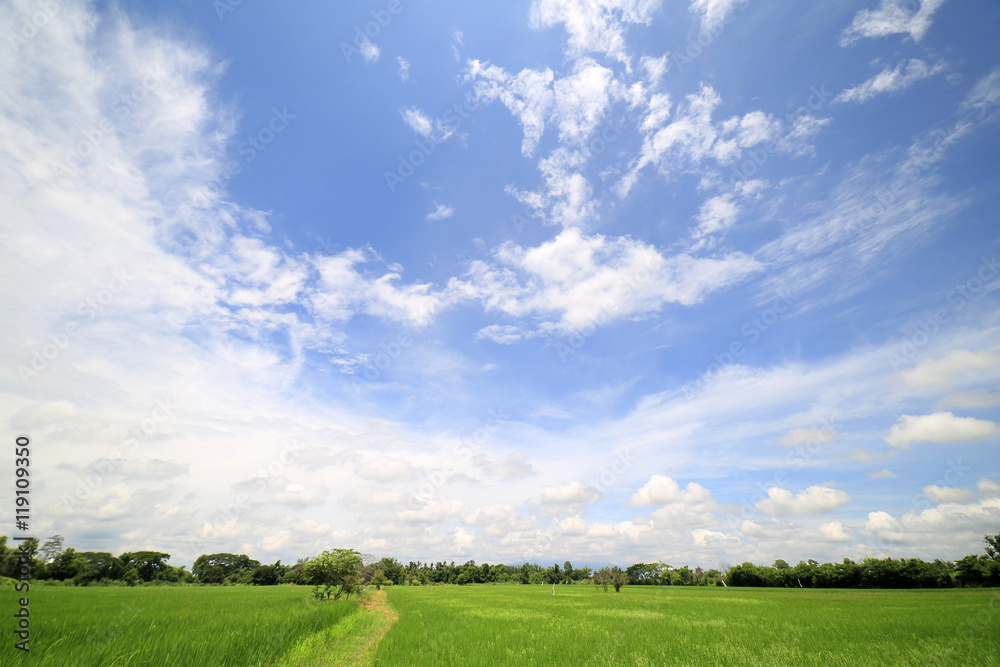 Landscape of a peaceful rice field on clouds and sky background : Thailand 