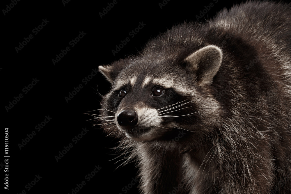 Closeup Portrait of Raccoon Looking with Curious Face isolated on Black Background Closeup Portrait of Raccoon Looking with Curious Face isolated on Black Background