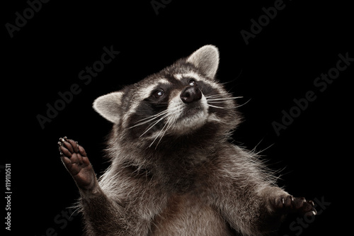 Closeup Portrait of Funny Raccoon Looking with Curious Face isolated on Black Background, Raising up paws