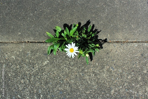 Fototapeta Naklejka Na Ścianę i Meble -  Beautiful and tough daisy grows in a crack in the pavement