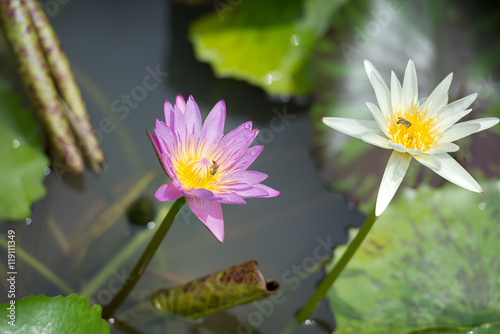 Lotus Flower white and pink