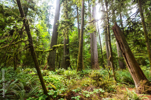 Vancouver forest