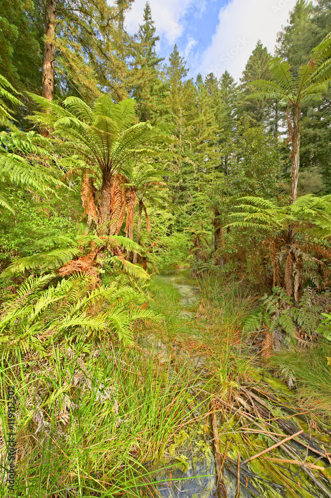 Whakarewarewa Forest, New Zealand Whakarewarewa Forest, New Zealand