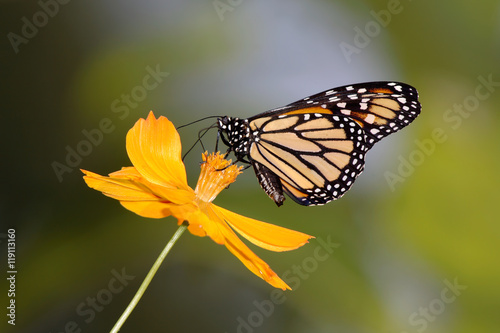 Monarch Butterfly © Doug Lemke