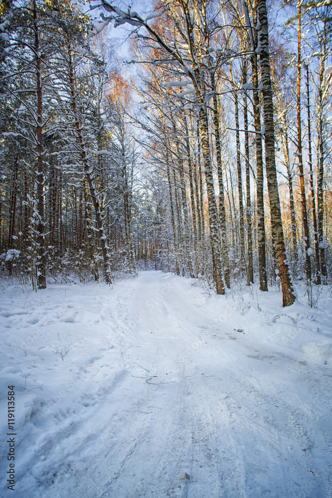 Trees in snow in the winter wood. Latvia. Europe. Trees in snow in the winter wood. Latvia. Europe.