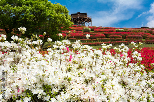 青空の下の白いツツジの花