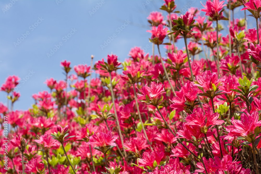 青空の下の濃いピンクのクルメツツジの花