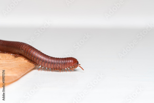 Siamese Pointy Tail Millipede  