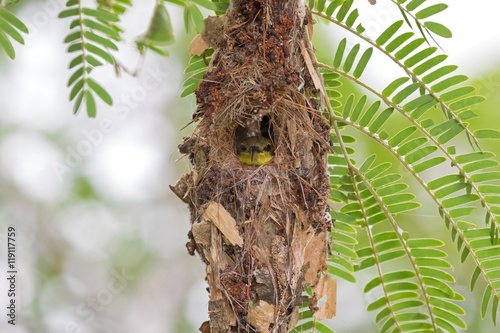 Cute little olive-backed yellow-bellied sunbird baby looking out from its hanging  flask-shaped nest (Cinnyris jugularis) photo