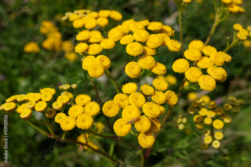 Helichrysum flowers, Immortelle flowers, summer meadow, Eastern Europe.