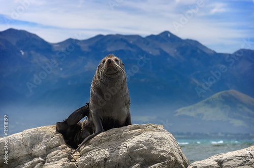 A seal basks at the sun in front of Pacific ocean. 