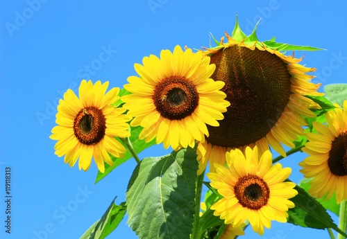 Sunflowers and blue sky