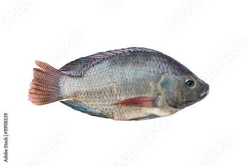 Tilapia and Nile tilapia, fresh freshwater fish, isolated on whi