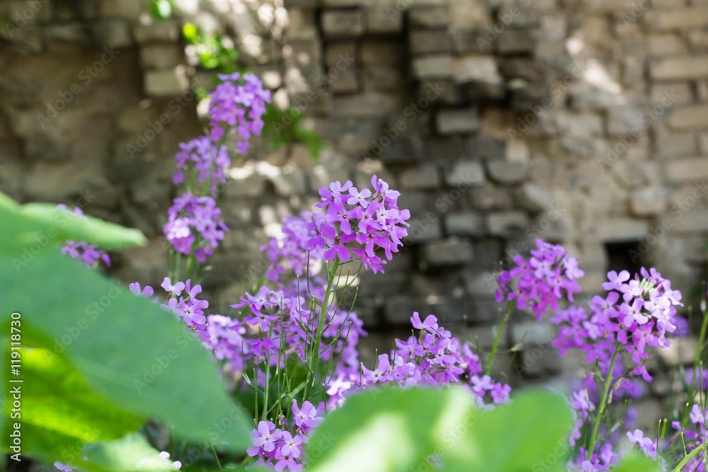 Fototapeta premium Phlox flower closeup