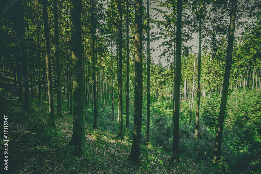 Tall pine trees in a green forest Tall pine trees in a green forest