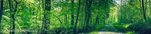 Road in a green beech forest © Polarpx
