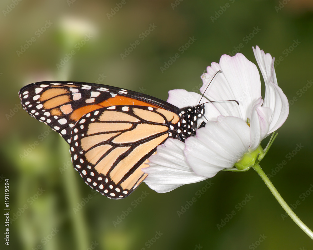 Fototapeta premium Monarch Butterfly