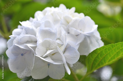 純白の紫陽花