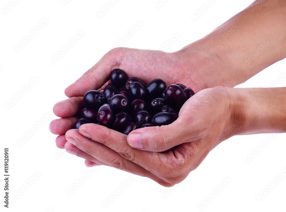 Jambolan plum or Java plum on white background. Jambolan plum or Java plum on white background.