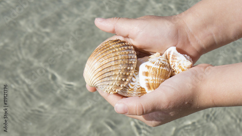 Shells in the hands on background of the sea