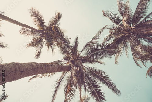 coconut tree in the island,vintage tone © NaMong Productions