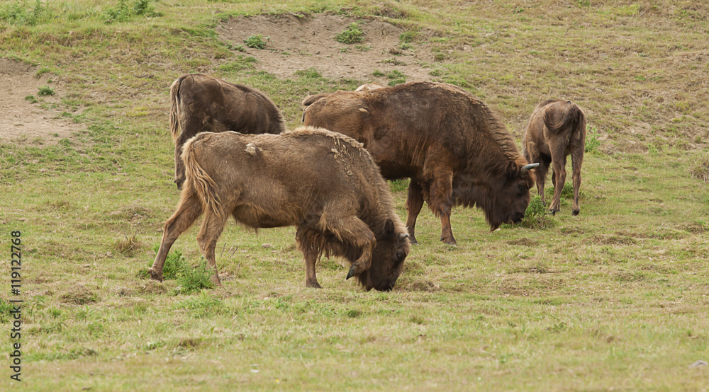 photo of a group of American Bison grazing photo of a group of American Bison grazing
