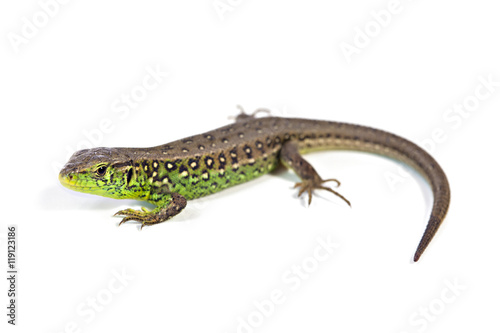 Fotografie, Obraz Sand Lizards (Lacerta Agilis)
