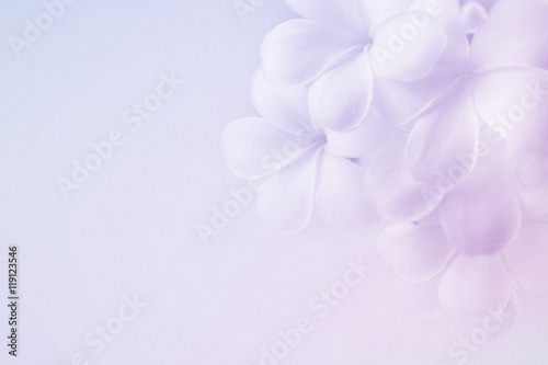 frangipani (plumeria) , in soft color and blur style for background