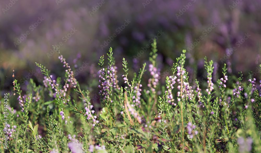 heather flowers in the forest heather flowers in the forest