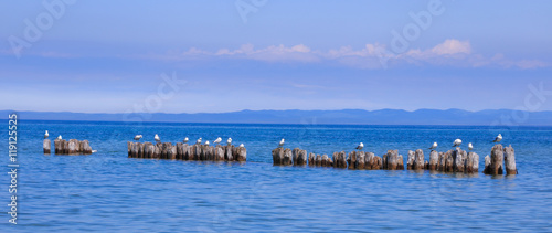 Resting Sea Gulls In Lake Superior