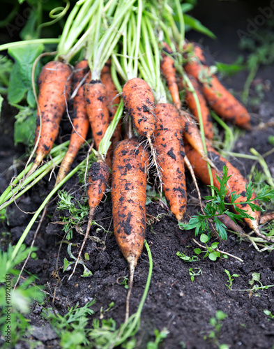 fresh organic carrots