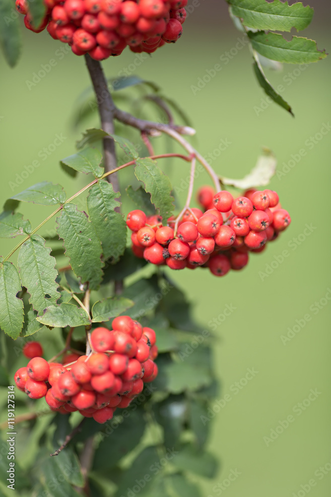 mountain ash berries mountain ash berries