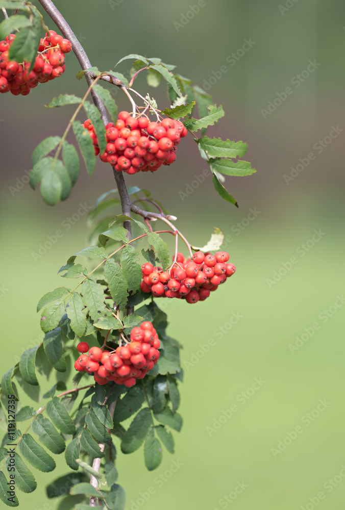 mountain ash berries mountain ash berries