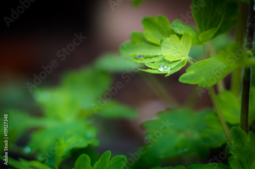 Wassertropfen auf einem Blatt © philippphotos