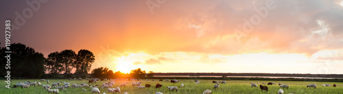 Fotografie pasture with sheep at sunset, panorama