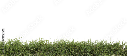 grass isolated on white. Add Clipping path © bank_jay