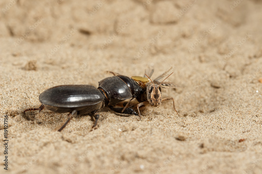 Closeup black beetle (Scarites bucida) is eating the grasshopper on sand in desert. Jungle law. small DoF focus put only to head grasshopper Closeup black beetle (Scarites bucida) is eating the grasshopper on sand in desert. Jungle law. small DoF focus put only to head grasshopper
