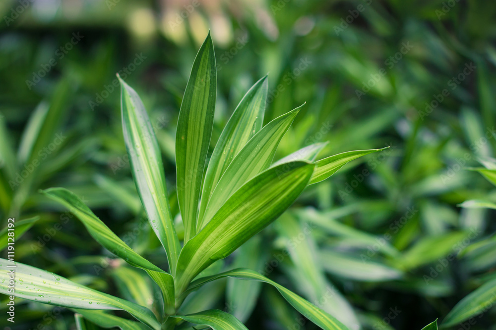 Leaves green background close up, plant background Leaves green background close up, plant background