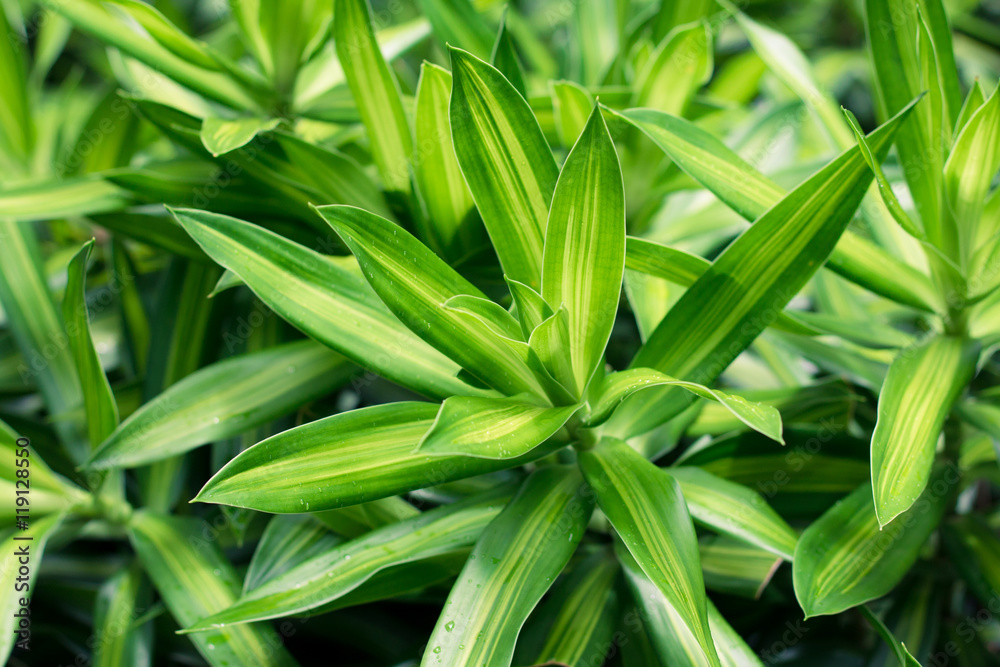 Leaves green background close up, plant background Leaves green background close up, plant background