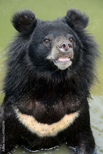 Asiatic black bear in Khon Kaen Zoo