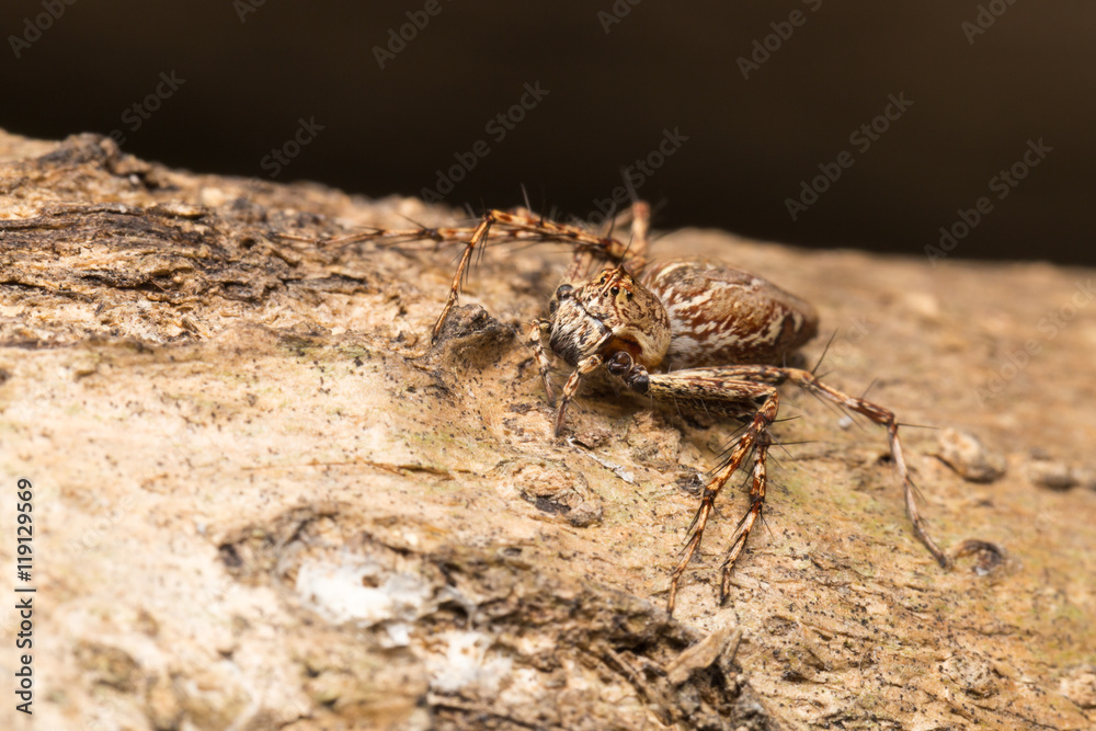 Macro small spider. Macro small spider.