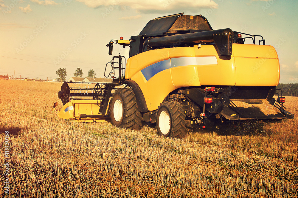 Obraz premium Harvester machine to harvest wheat field working. Combine harvester agriculture machine harvesting golden ripe wheat field. Agriculture