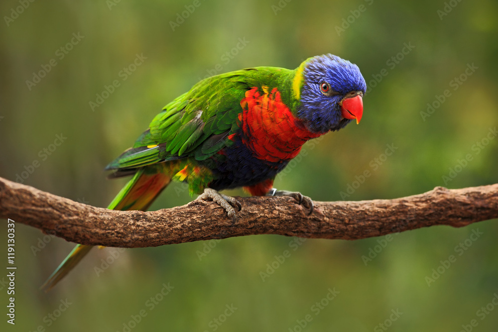 Fototapeta premium Colourful parrot Rainbow, Lorikeets Trichoglossus haematodus, sitting on the branch, animal in the nature habitat, Australia. Blue, red and green from nature habitat. Parrot sitting on the branch.