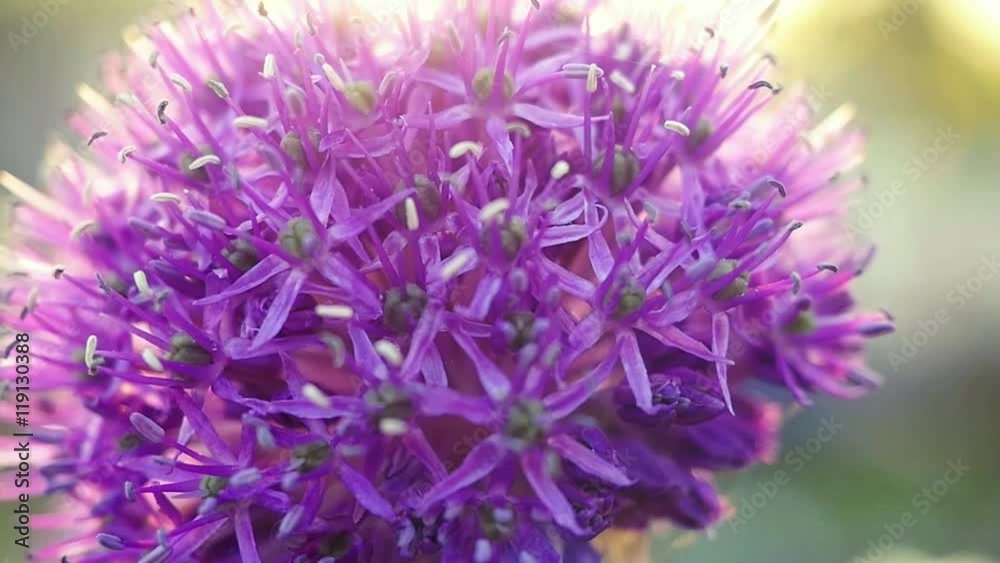 Pink flowers with lens flare effect in slow motion. 1920x1080 Pink flowers with lens flare effect in slow motion. 1920x1080