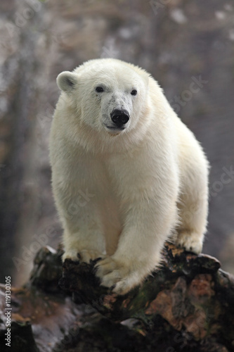 Portrait of white big animal polar bear with second blurred bear in bacgroun and snow flakes