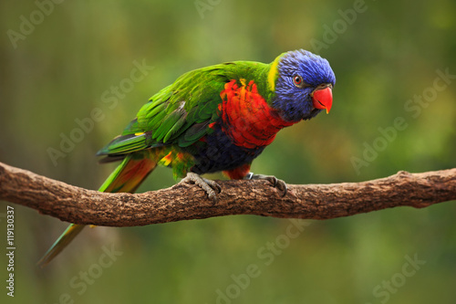 Colourful parrot Rainbow, Lorikeets Trichoglossus haematodus, sitting on the branch, animal in the nature habitat, Australia. Blue, red and green from nature habitat. Parrot sitting on the branch.