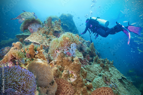 Divers and coral reef