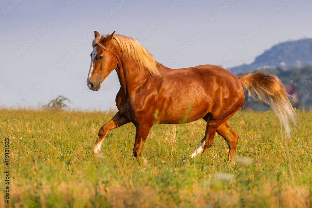 Red horse with long mane run on pasture Red horse with long mane run on pasture